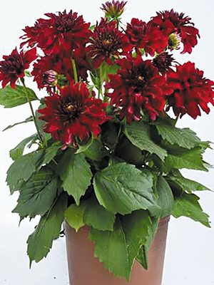 Георгина гибридная XXL Ruby Red (Р12) (1 шт) - 1