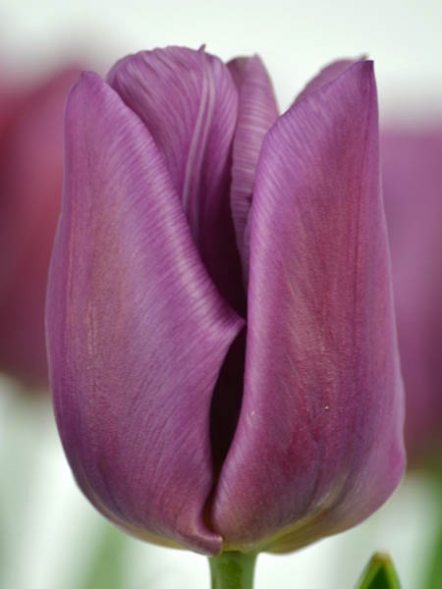 Тюльпани Тріумф Copex 12&#47;+ (3 шт) - 1