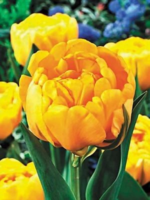 Тюльпани Махрові пізні Yellow Pomponette 11/12 (20 шт) - 1