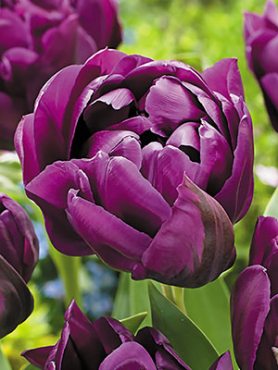 Махрові тюльпани пізні Purple Peony 1011 (3 шт)