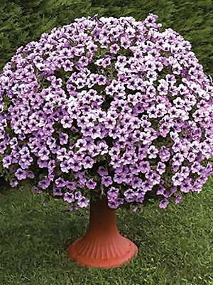 Петуния ампельная Surfinia Compact Purple Vein (1 шт)