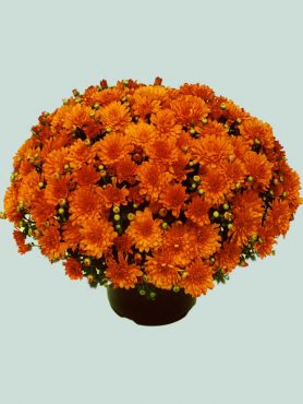 Хризантема дрібноквіткова низькоросла Branbeach Orange (3 шт)