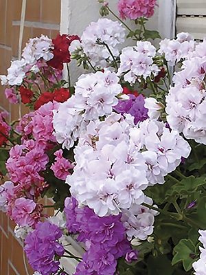 Пеларгонія плющолиста, суміш (3шт)