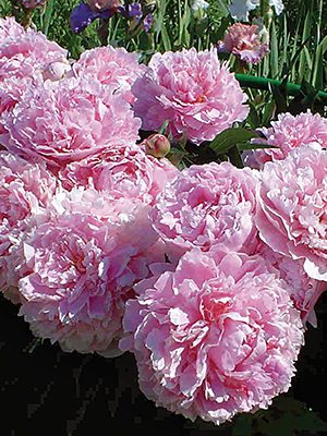 Півонія молочноквіткова Sarah Bernhardt (1 шт) - 1