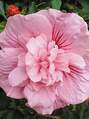Гибискус сирийский Pink Chiffon (1 шт) - 1