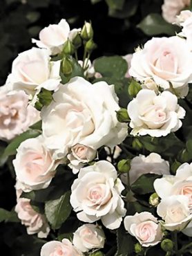 Роза почвопокровная Aspirin Rose (1 шт)