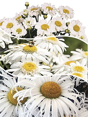 Королицю найбільший Sweet Daisy, суміш (3шт) - 1