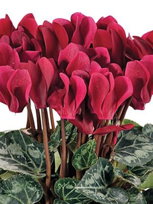 Цикламен миниатюрный Metis Magenta Fonce Decora F1 (1 шт)