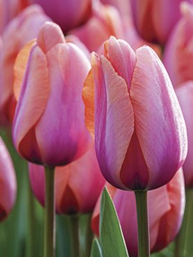 Тюльпаны Триумф Holland Beauty 12/+ (100 шт)