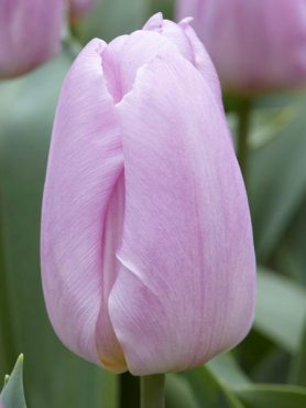 Тюльпани Тріумф Light Pink Prince 12&#47;+ (3 шт)