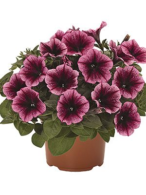 Петуния полуампельная Sweetunia Burgundy Gem (3 шт) - 1
