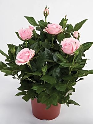 Роза горшечная Classic Stsr (1 шт)