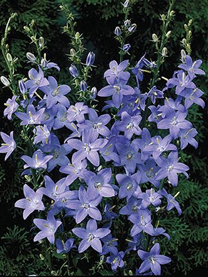 Колокольчик пирамидальный Lavender Blue (1 шт) - 1