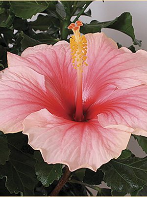 Гібіск китайский Fiori Grande Geisha