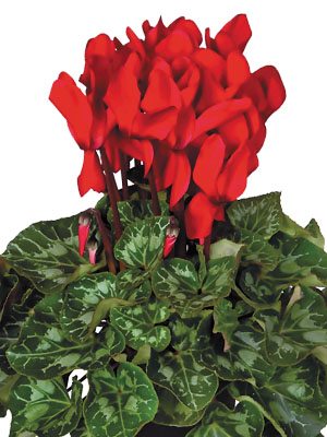 Цикламен крупноцветковый Super XL Red Impr.F1    (1 шт)