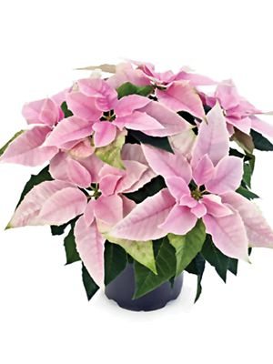 Зірка різдвяна Princettia Pink