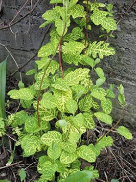 Жимолость японська Aureoreticulata (1 шт)