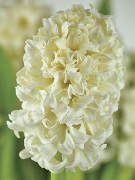 Гіацинт садовий Top White 1415 (1 шт)