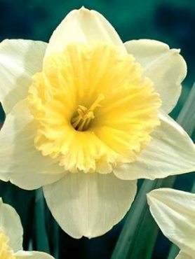 Нарциссы Крупнокорончатые Ice Follies 10/12 (3 шт)
