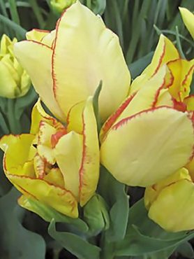 Тюльпани Багатоквіткові Aquilla 1112 (3 шт)