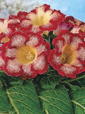 Глоксиния прекрасная Tigrina Red 4/5 (1 шт)