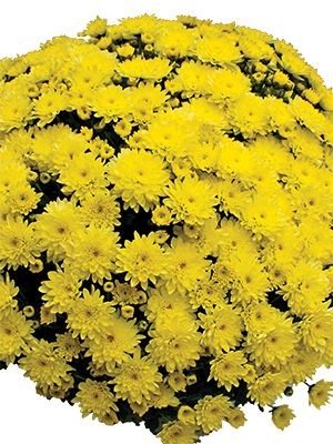 Хризантема мелкоцветковая низкорослая Branfountain Yellow (9 шт) - 1