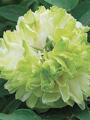 Півонія деревоподібна Green Jade (1 шт) - 1