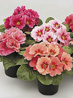Примула обыкновенная Elba Rasberry Shades F1 (3 шт)