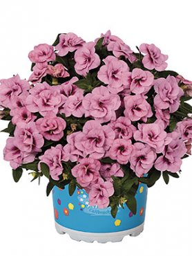Калибрахоа гибридная Aloha Double Soft Pink (3 шт)