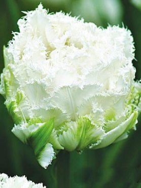 Тюльпани Махрові бахромчасті Snow Crystal 11/12 (100 шт)