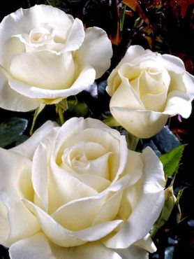Троянда чайно-гібридна Karen Blixen (1 шт)