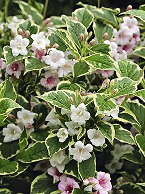 Вейгела гибридная Nana Variegata (1 шт)