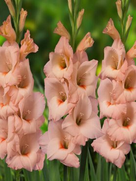 Гладіолус садовий Rigoletto 12/14 (50 шт)