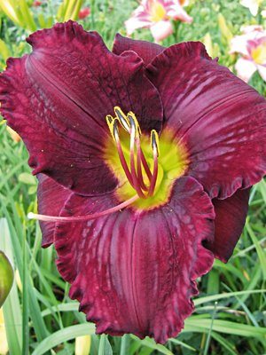 Лілійник гібридний All American Plum - 1