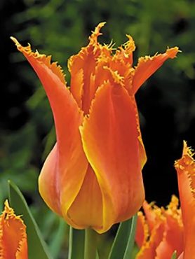 Тюльпани Лілієцвітні Alexandra 1112 (3 шт)