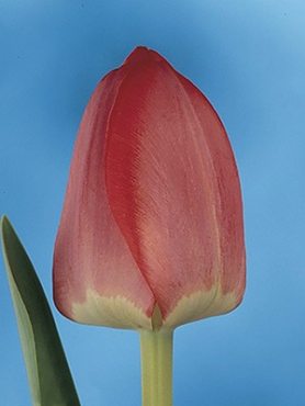 Тюльпани Дарвиновы гібриді. Spring Song 12+ (20 шт)