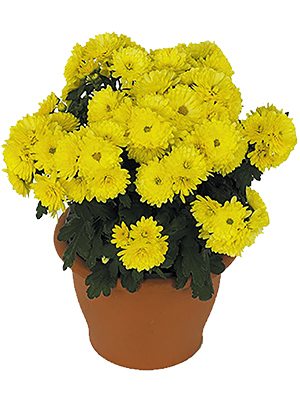 Хризантема мелкоцветковая низкорослая Paradiso Yellow (9 шт) - 1