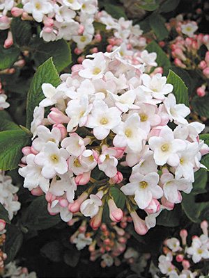 Калина Берквуда Anne Russell (1 шт)