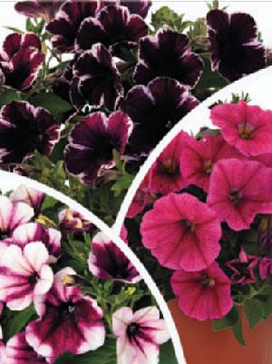 Петунія напівзвисаюча Sweetunia, суміш (3 шт) - 1