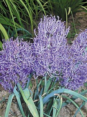 Гадюча цибулька (мускарі) чубата Plumosum 6/7 (20 шт) - 1