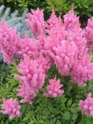 Астильба Арендса Gloria Purpurea (1 шт) - 1