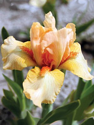 Ирисы карликовые бородатые Tickled Peach (1 шт) - 1
