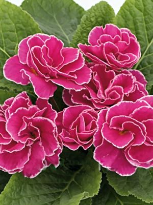Первоцвіт звичайний Petticoat Pink F1