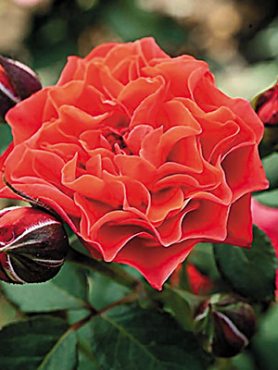 Роза флорибунда Brand Pixie (1 шт)
