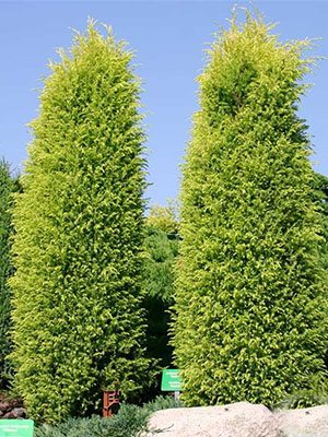 Можжевельник обыкновенный Gold Cone (1 шт) - 1