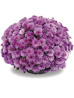 Хризантема мелкоцветковая низкорослая Bransound Purple (9 шт) - 1