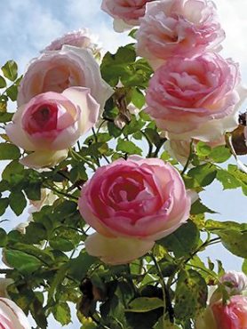 Роза плетистая Pierre de Ronsard (1 шт)