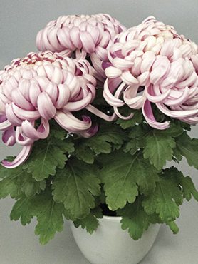 Хризантема срезочная Vienna Pink (3 шт)