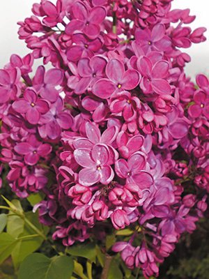 Сирень обыкновенная Знамя Ленина (1 шт)