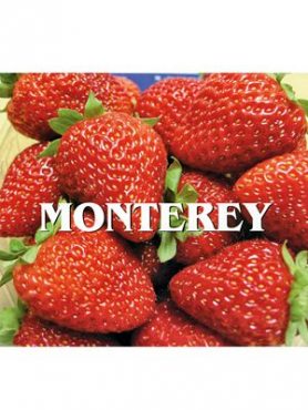 Суниця великоплідна (полуниця) Monterey (5 шт)